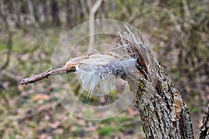 Single feather resting on a Broken tree Broken splinted stump along the Shelby Bottoms Greenway and Natural Area Cumberland River