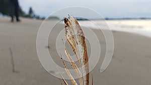 A Single Feather on a Sandy Beach