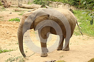 Single female African elephant standing on sand eating small tre