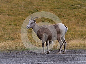 Single female bighorn sheep with brown fur standing beside gravel road in Kananaskis Country, Alberta, Canada in the Rockies.