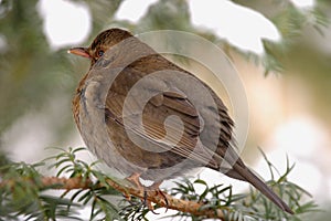 Single female Blackbird bird on a tree branch during a winter period