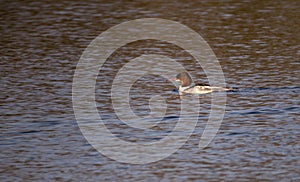 A single female Goosander swimming in low light