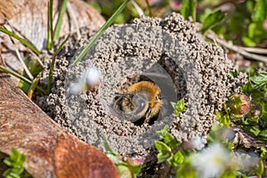 Single female mining bee in her hole on the ground