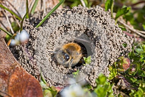Single female mining bee in her hole on the ground