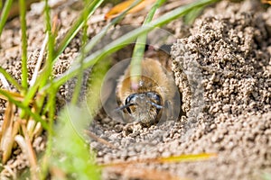 Single female mining bee in her hole on the ground