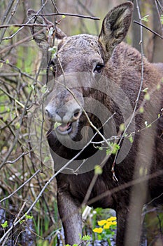 Single female Moose - Eurasian Elk Ã¢â‚¬â€œ in a forest thicket near Biebrza river wetlands in Poland during a spring period