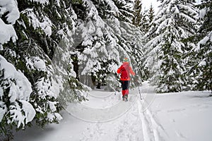 Single female tourist on a Winter snowy hiking trail, going pass snow covered fir trees, alongside ski tracks on the ground
