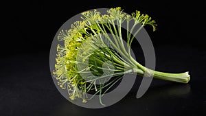 single fennelherb in a black ai generated