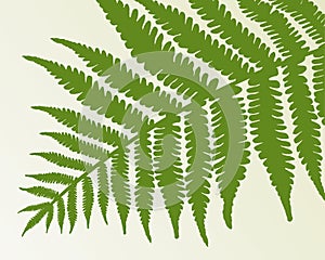 Single fern frond