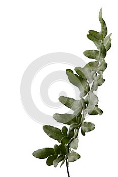 Single fern frond against white background