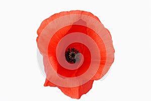 Red poppy isolated