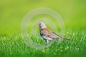 Single Fieldfare bird on grass
