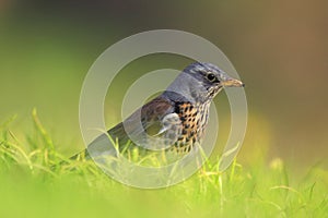 Single Fieldfare bird in a green grass