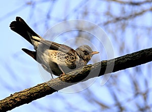 Single Fieldfare bird on a tree branch in spring season
