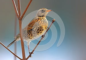 Single Fieldfare bird on tree branch during a winter period