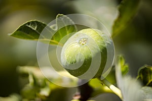 Single fig on the branch, Apulia, Italy