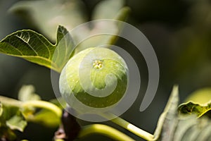 Single fig on the branch, close-up, horizontal picture