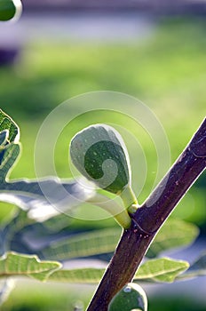 Single fig growing