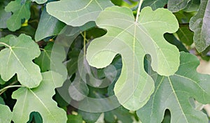 Single fig leaf