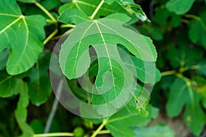 Single fig moraceae leaf close up nice green