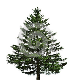 Single fir tree photo