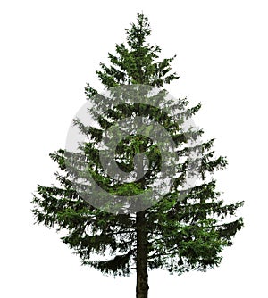 Single fir tree