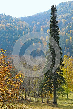 Single fir tree against autumn forest in mountains