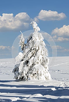 A single fir tree covered with snow with the sky above it