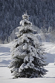 Single fir tree in winter snow
