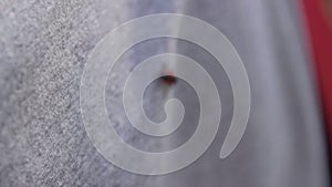 Single firebug on background closeup macro