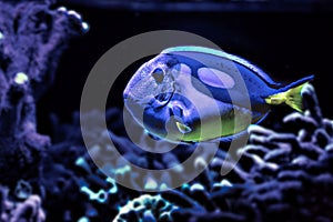 Single fish closeup in an aquarium in blue light