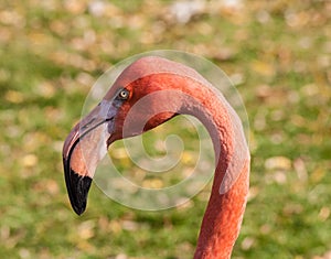 Single Flamingo head shot with small portion of neck