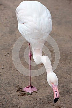 Single flamingo on one leg