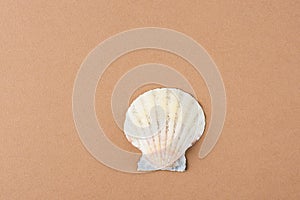Single Flat Semi Circle Sea Shell on Coffee Color Brown Background. Minimalist Modern Style. Funky Trendy Colors. Template for Pos