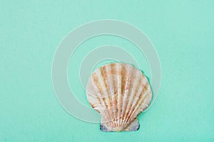 Single Flat Semi Circle Sea Shell on Turquoise Background. Minimalist Modern Style. Funky Trendy Colors. Template for Poster