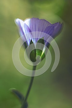 Single flax flower