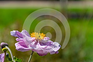 A single flower of Anemone hupehensis Bowles