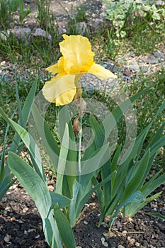 Single flower of bearded iris in spring