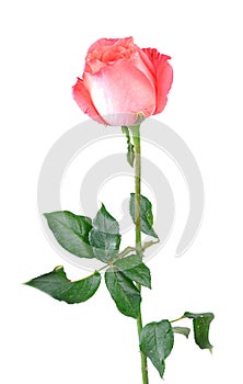 Single flower beautiful pink rose isolated on white background.