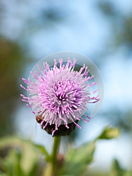 Single flower bud head purple milk thistle close up