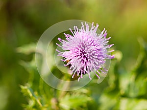 Single flower bud head purple milk thistle close up