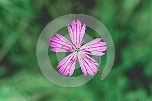 Single flower of Carthusian Pink Dianthus carthusianorum. Green natural background