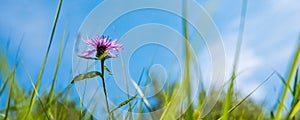 Single flower with cirsium arvense on the field, blurred grass stems and blue sky
