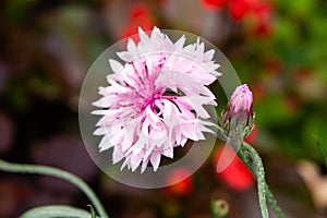 Single flower of Cornflower plant, Centaurea cyanus, Asteraceae. Cornflower Herb