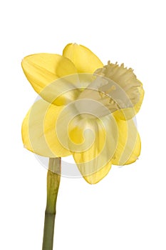 Single flower of a daffodil cultivar