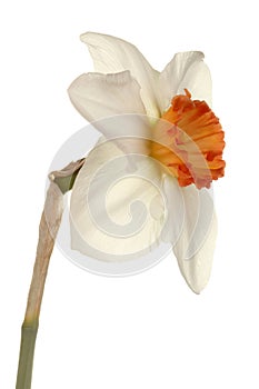 Single flower of a daffodil cultivar photo