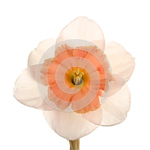 Single flower of a daffodil cultivar photo