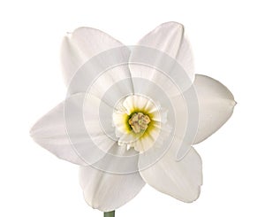 Single flower of a daffodil cultivar against a white background