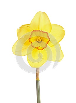 Single flower of a daffodil cultivar against a white background