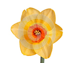 Single flower of a daffodil cultivar against a white background